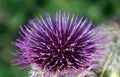 Thistle Bloom Royalty Free Stock Photo